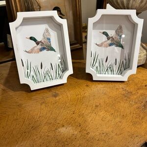 Mallard Duck Framed Print